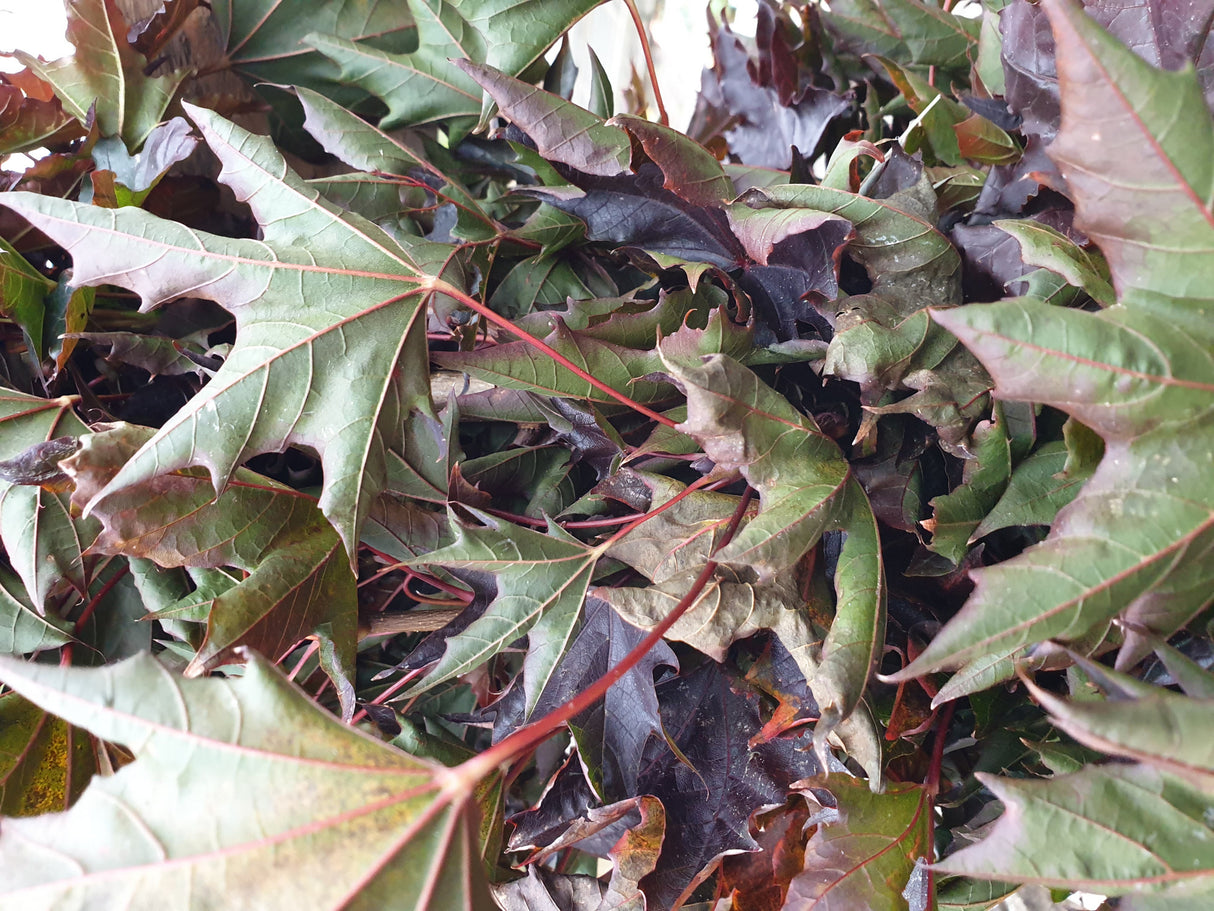 Acer platanoides 'Crimson Sentry'; hier mit Herbstlaub; anspruchslos; Einsatzmöglichkeit z.B. : Einzelstellung; verfügbar in 9 Größen und Varianten;;ab 247,00 Euro