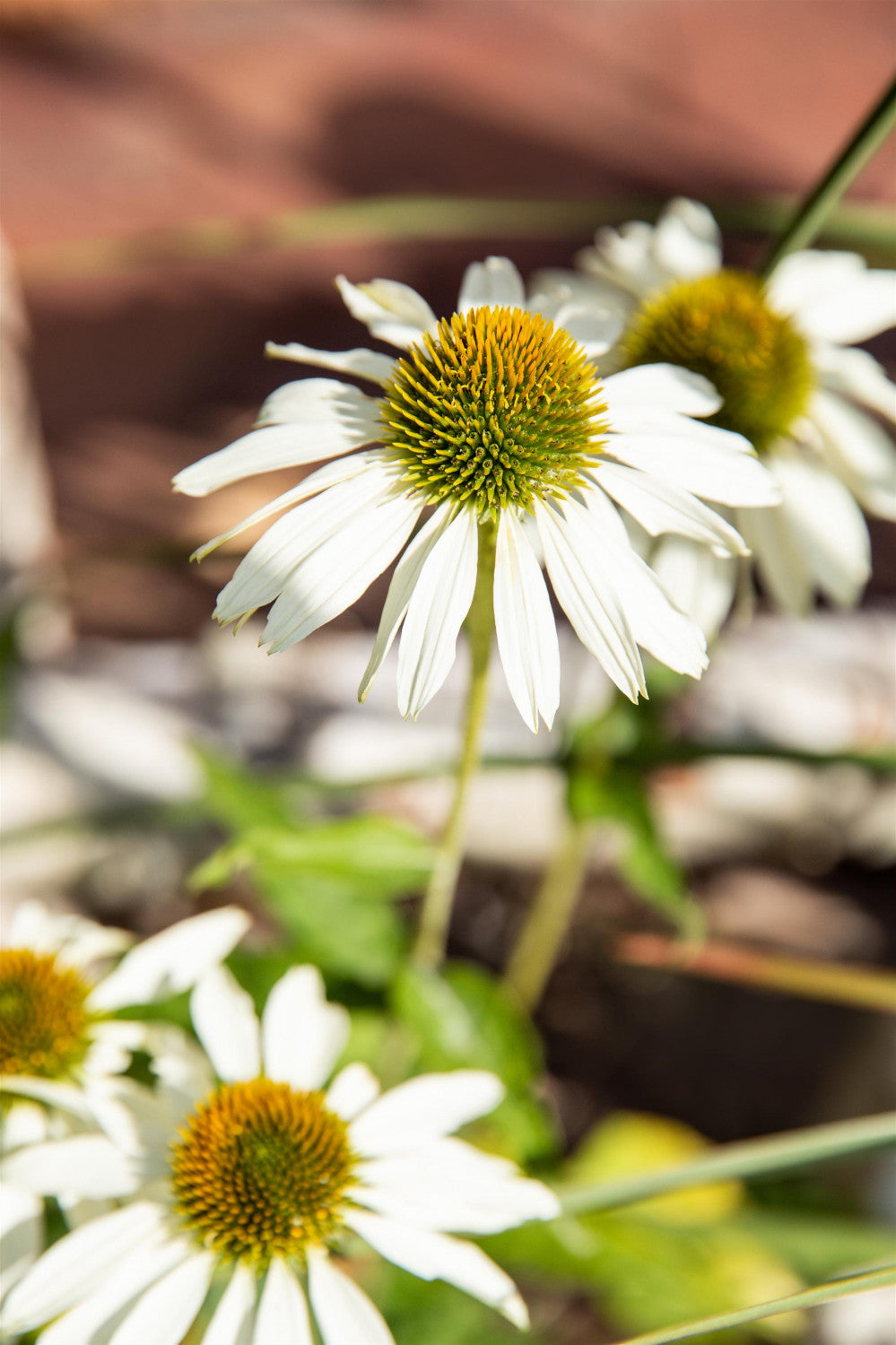 Echinacea purpurea 'Alba' mit Blüte; Einsatz: ;;ab 3,30 Euro