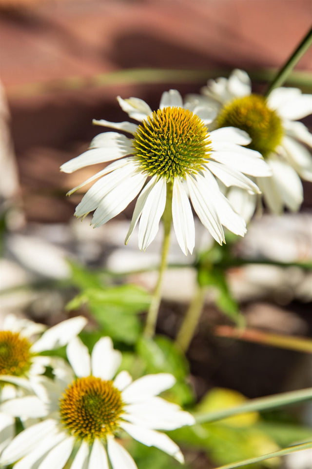 Echinacea purpurea 'Alba' mit Blüte; Einsatz: ;;ab 3,30 Euro