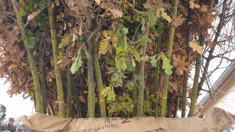 Quercus robur HkG 81707; vorbereitet für Versand; natürlich; Einsatzmöglichkeit z.B. : freie Landschaft;;ab 1,54 Euro
