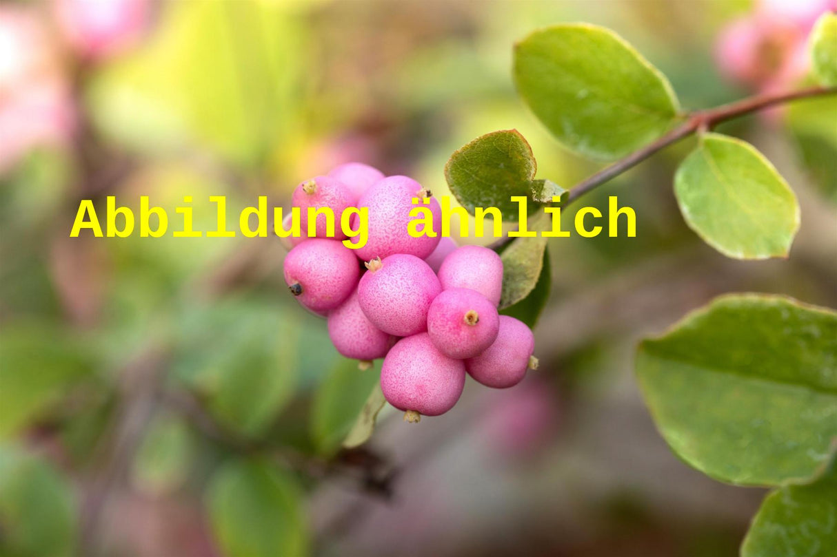 Symphoricarpos doorenbosii 'Magic Berry' (Amethystbeere 'Magic Berry')