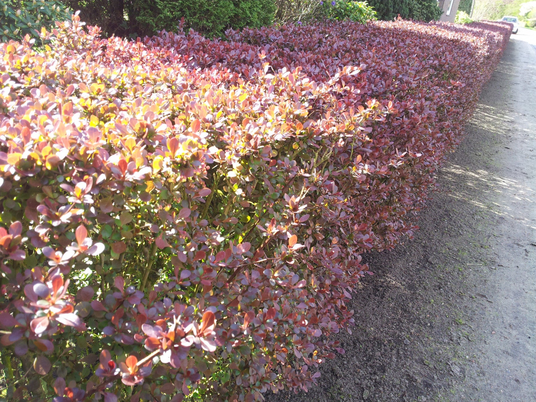 Berberis thunbergii 'Atropurpurea' (Rote Heckenberberitze) für Hecken