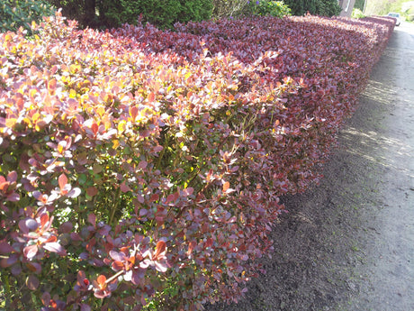 Berberis thunbergii 'Atropurpurea' als Hecke, erhältlich von 40-60 bis 80-100 cm;;ab 6,00 Euro