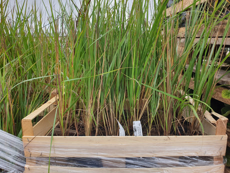 Garten-Reitgras; vorbereitet für Versand; winterhart; Einsatzmöglichkeit z.B. : Gruppenpflanzung;;hier kaufen