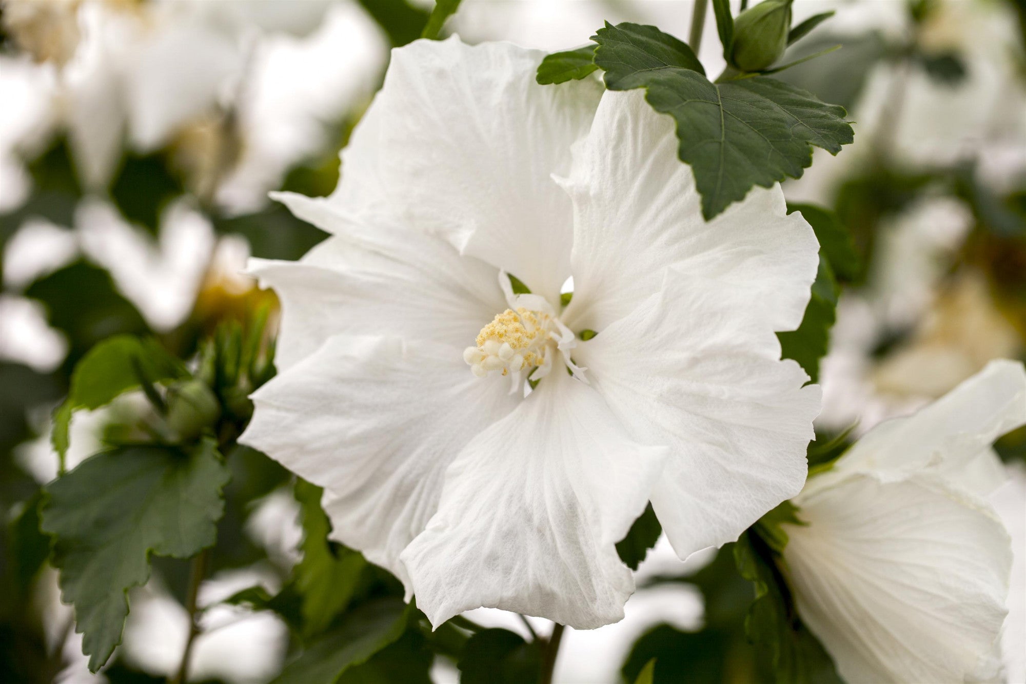 Hibiscus syriacus 'Diana' (Garteneibisch 'Diana')