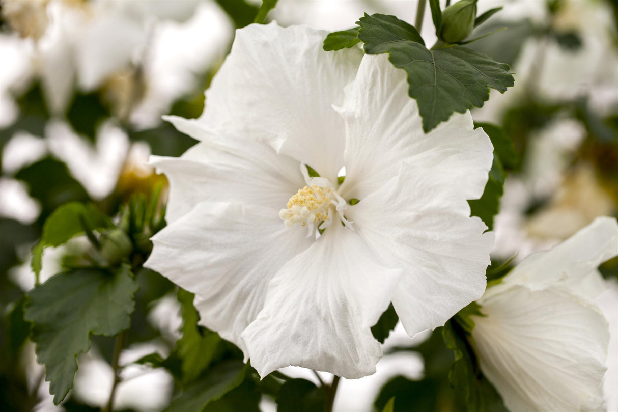 Hibiscus syriacus 'Diana' mit Blüte, erhältlich von 40-60 bis 200-250 cm; Einsatz: ;;ab 24,60 Euro