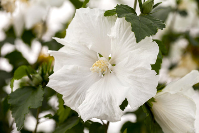 Hibiscus syriacus 'Diana' mit Blüte, erhältlich von 40-60 bis 200-250 cm; Einsatz: ;;ab 24,60 Euro