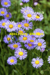 Genaues Foto für Aster dumosus 'Augenweide' folgt; dieses ähnliche Bild dient der Illustration von Garten-Kissen-Aster