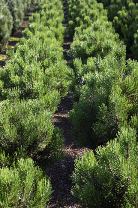 Pinus mugo pumilio , erhältlich von 15-20 bis 70-80 cm;;ab 1,46 Euro