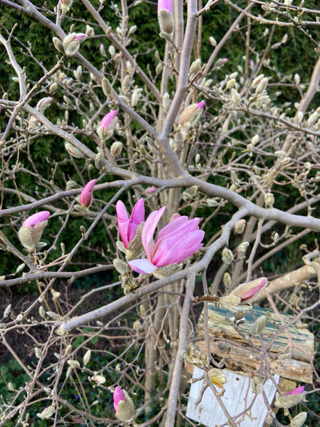 Magnolia loebneri 'Leonard Messel' mit Blüte, erhältlich von 40-60 bis 200-250 cm; Einsatz: ;;ab 35,60 Euro