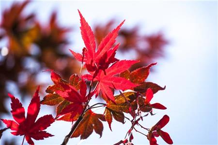 Acer palmatum 'Atropurpureum' mit Herbstlaub; Einsatz: Gartenbaum;;Pflanzen vom Profi