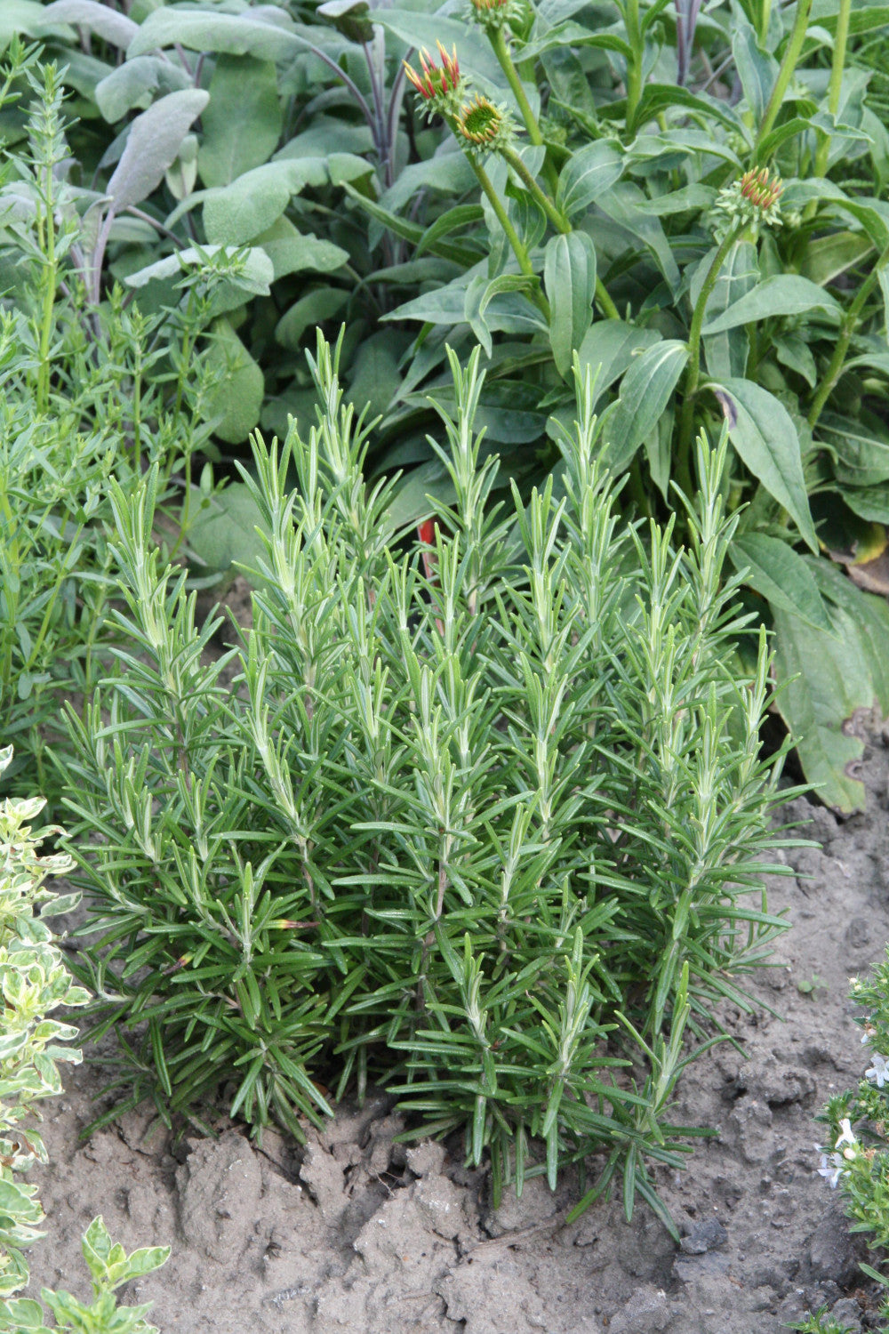 ROSMARIN, Rosmarinus officinalis ;;ab 6,20 Euro