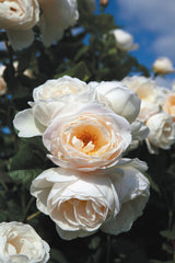 Rosa 'Uetersener-Klosterrose' KL; hier mit Blüte; duftend; Einsatzmöglichkeit z.B. : Rankgerüste; verfügbar in 3 Größen und Varianten;;ab 15,00 Euro