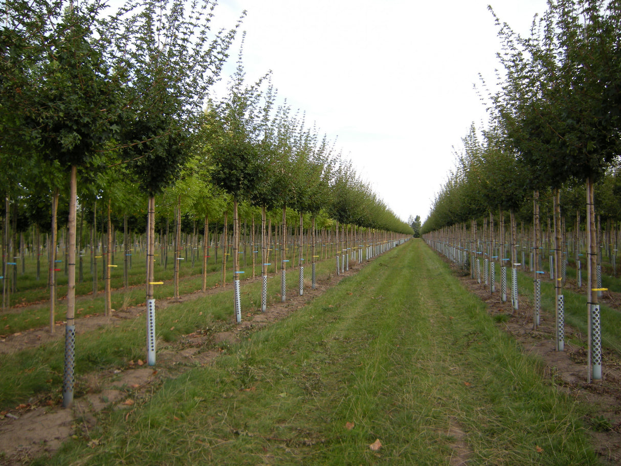 Acer campestre 'Elsrijk' , erhältlich von 270-330 bis 450-650 cm;;ab 347,00 Euro