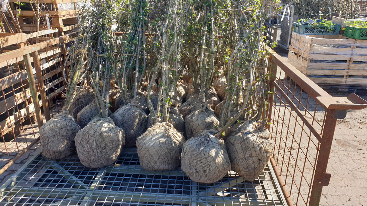 Sambucus nigra VkG 4; hier als Ballenpflanze; essbare Früchte; Einsatzmöglichkeit z.B. : Vogelnährgehölz;;ab 3,85 Euro