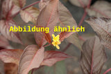 Genaues Foto für Diervilla lonicera 'Copper' folgt; dieses ähnliche Bild dient der Illustration von Diervilla lonicera 'Copper'
