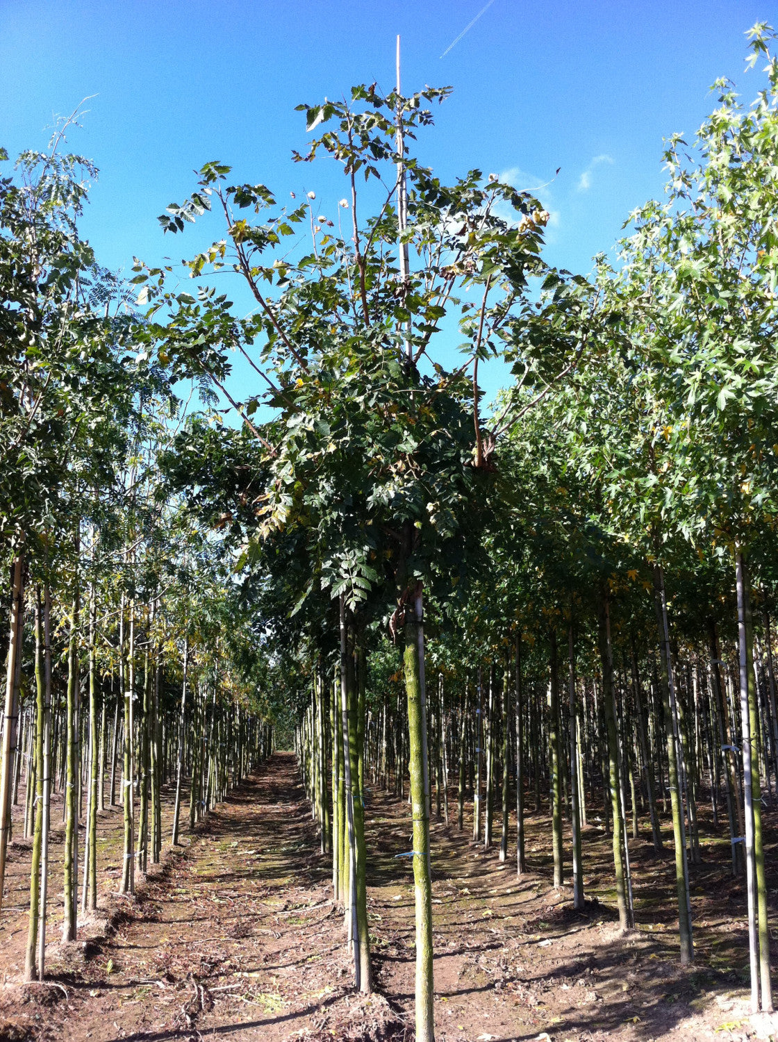 Goldregenbaum als Pflanze im Beet, erhältlich als: Hochstamm, Solitär; Einsatz: Parkanspruchslos;;günstig mit Qualität