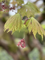 Acer japonicum 'Aconitifolium' mit Blüte, erhältlich von 40-60 bis 80-100 cm; Einsatz: ;;ab 77,00 Euro