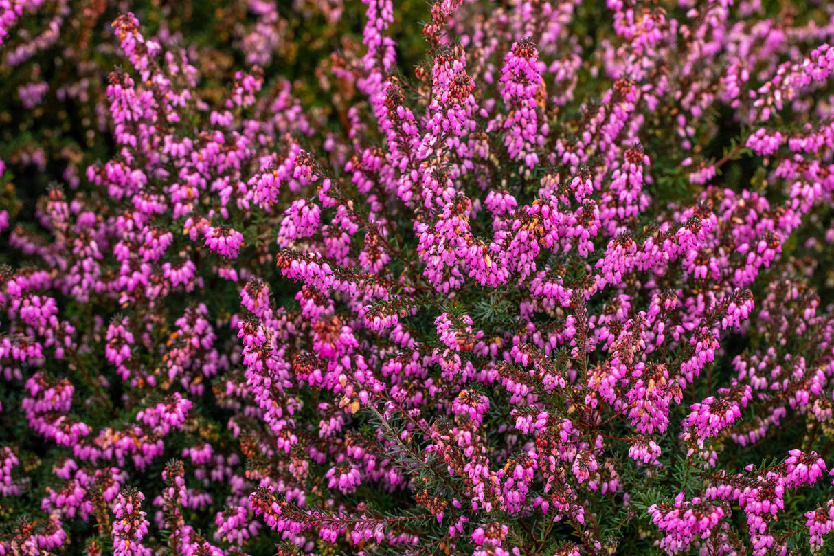 Erica x darleyensis 'Kramer's Rote' mit Blüte, erhältlich von 10-15 bis 10-15 cm; Einsatz: ;;ab 3,30 Euro