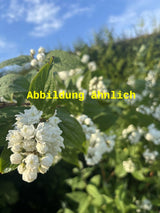 Genaues Foto für Deutzia scabra 'Candidissima' folgt; dieses ähnliche Bild dient der Illustration von Gefüllter Sternchenstrauch