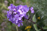 Phlox paniculata 'Blue Paradise'; hier mit Blüte; schneckensicher (schneckenresistent); Einsatzmöglichkeit z.B. : Beet;;ab 0,00 Euro
