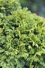 Chamaecyparis pis. 'Nana' mit Belaubung, erhältlich von 12-15 bis 50-60 cm; Einsatz: ;;ab 15,20 Euro