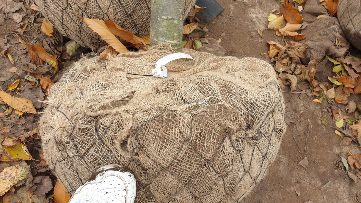 Castanea sativa HkG 80802; hier als Ballenpflanze; bienenfreundlich; Einsatzmöglichkeit z.B. : Solitärbaum;;ab 2,65 Euro