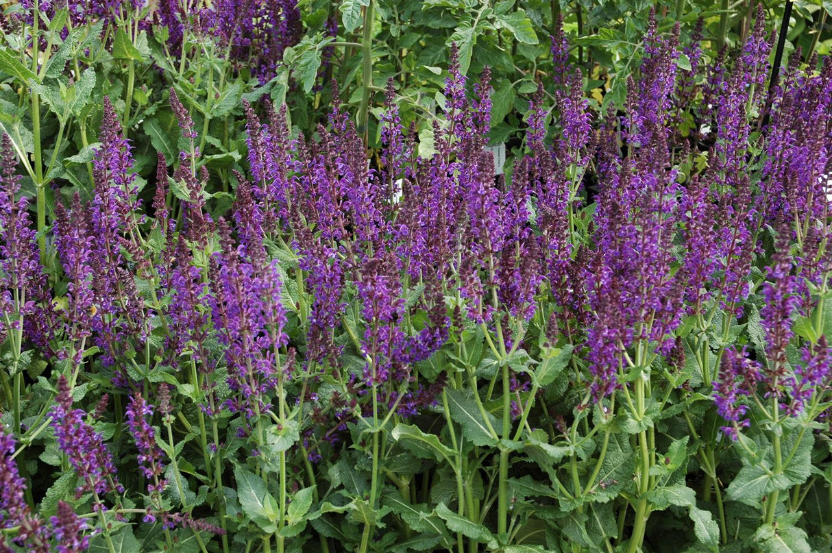 Salvia nemorosa 'Mainacht' mit Blüte; Einsatz: ;;ab 4,10 Euro