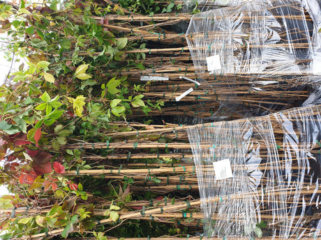 Synonym (alte Bezeichnung): Ampelopsis quinquefolia; vorbereitet für Versand; pflegeleicht; Einsatzmöglichkeit z.B. : Fassade;;Pflanzen vom Profi