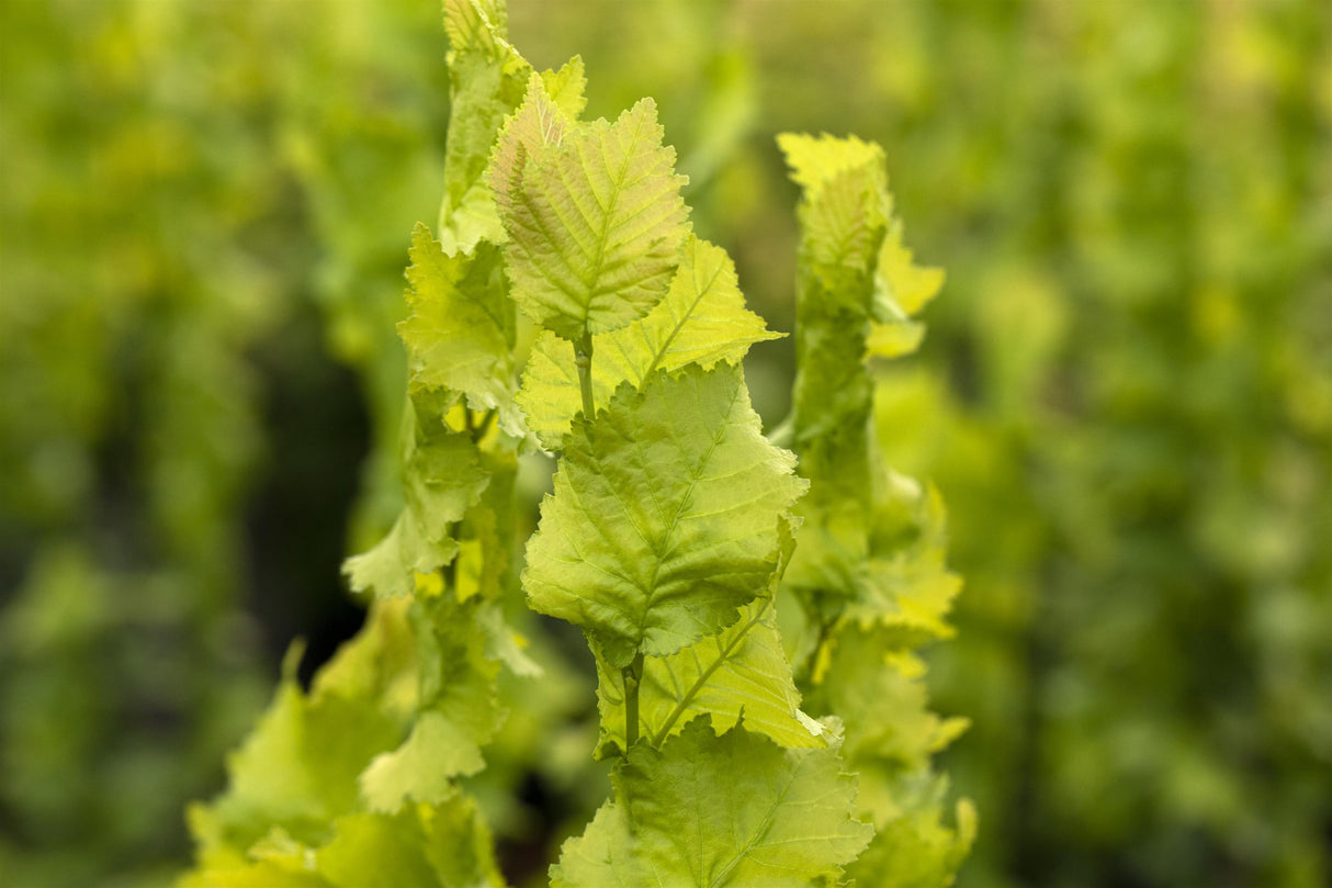 Ulmus carpinifolia 'Wredei' mit Belaubung, erhältlich von 40-60 bis 200-250 cm; Einsatz: ;;ab 22,70 Euro