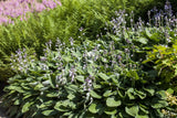 Hosta i. S.; schattenverträglich;;ab 0,00 Euro