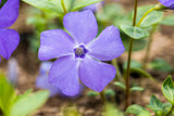 Vinca minor 'Bowles'; hier mit Blüte; immergrün; Einsatzmöglichkeit z.B. : Bodendecker; erhältlich von 5-7 bis 5-7 cm;;ab 0,00 Euro
