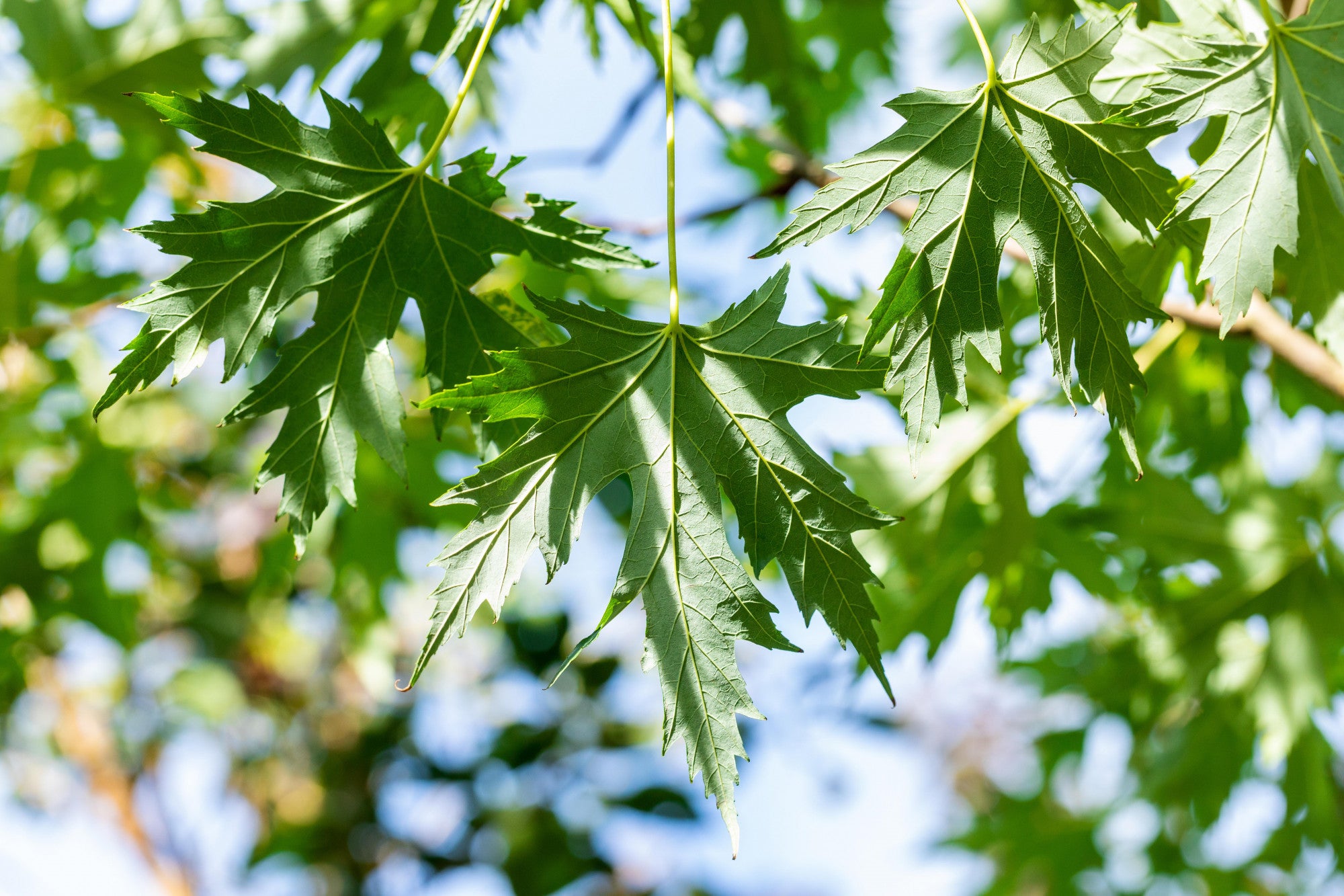Acer saccharinum 'Laciniatum Wieri' (Geschlitzt. Silberahorn 'Laciniatum Wieri')