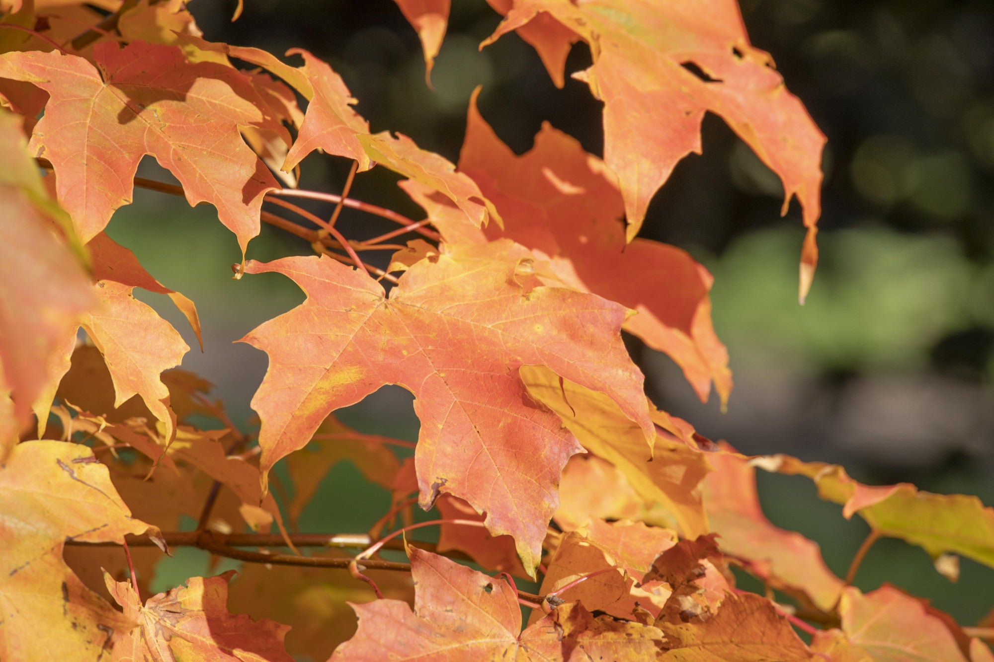 Acer saccharum (Zuckerahorn)