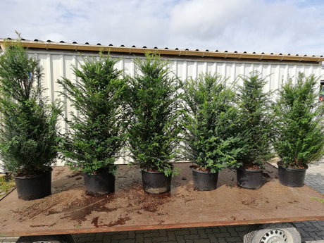 Taxus baccata; hier im Topf; schnittfest, anspruchslos, dicht wachsend; Einsatzmöglichkeit z.B. : Parkanlagen;;ab 2,14 Euro