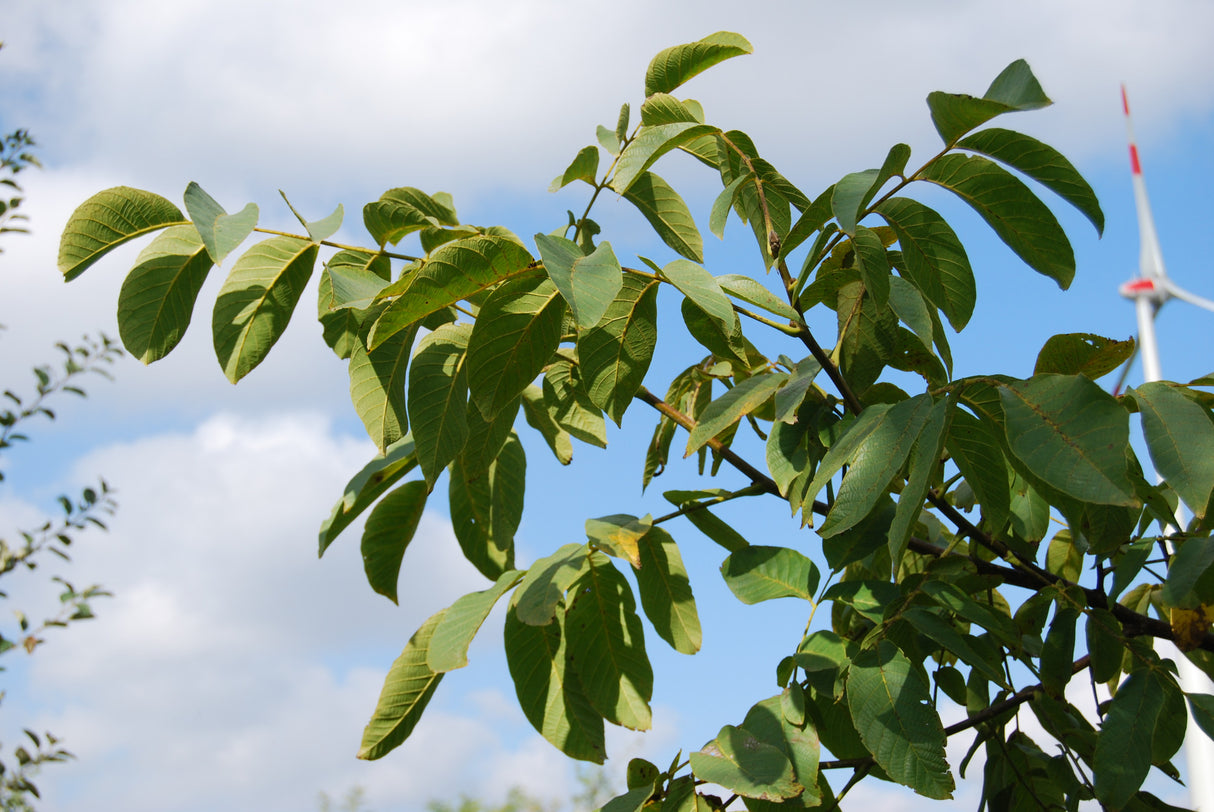 Juglans regia , erhältlich von 50-80 bis 450-650 cm;;ab 4,20 Euro