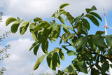 Juglans regia , erhältlich von 50-80 bis 450-650 cm;;ab 4,20 Euro