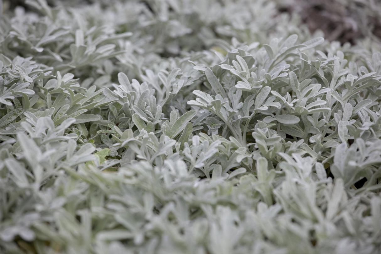 Artemisia stelleriana 'Mori' ;;ab 5,10 Euro