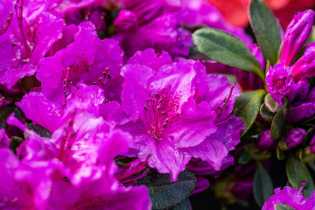 Rhododendron obt. 'Königstein' mit Blüte, erhältlich von 20-25 bis 40-50 cm; Einsatz: ;;ab 15,90 Euro