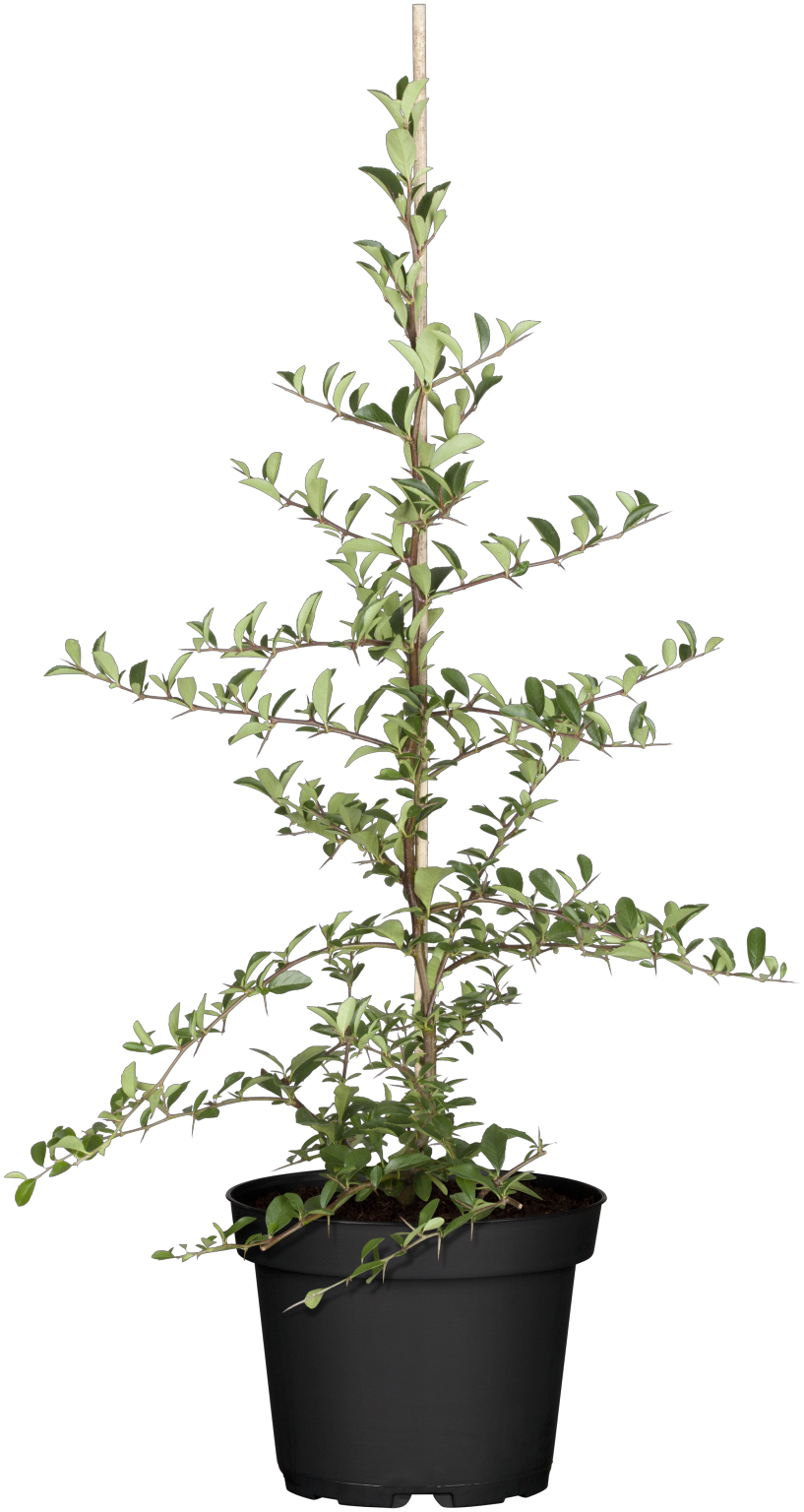 Pyracantha 'Bad Zwischenahn' im Topf, erhältlich von 40-60 bis 150-175 cm; Einsatz: ;;ab 16,90 Euro