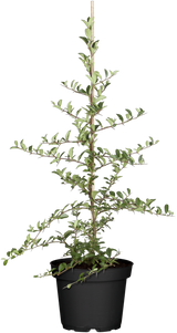 Pyracantha 'Bad Zwischenahn'; hier im Topf; immergrün; Einsatzmöglichkeit z.B. : Vogelnährgehölz; verfügbar in 5 Größen und Varianten;;ab 20,50 Euro