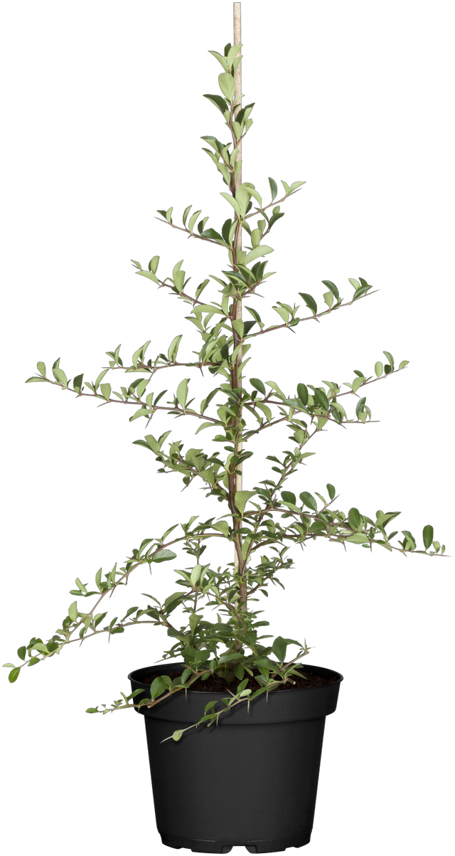 Pyracantha 'Bad Zwischenahn' im Topf, erhältlich von 40-60 bis 150-175 cm; Einsatz: ;;ab 16,90 Euro