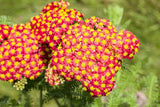 Achillea filipendulina 'Feuerland'; hier mit Blüte; lange Blütezeit; Einsatzmöglichkeit z.B. : Staudenbeet;;ab 0,00 Euro