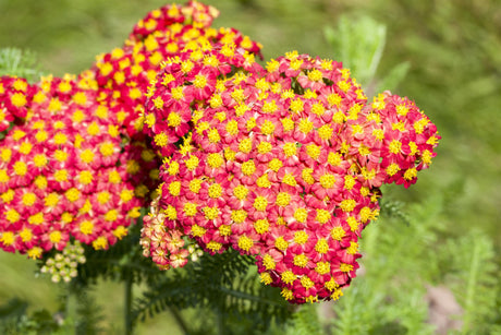 Achillea filipendulina 'Feuerland' mit Blüte; Einsatz: ;;ab 4,40 Euro