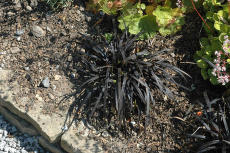 Ophiopogon planiscapus 'Niger' mit Blüte; Einsatz: ;;ab 10,40 Euro