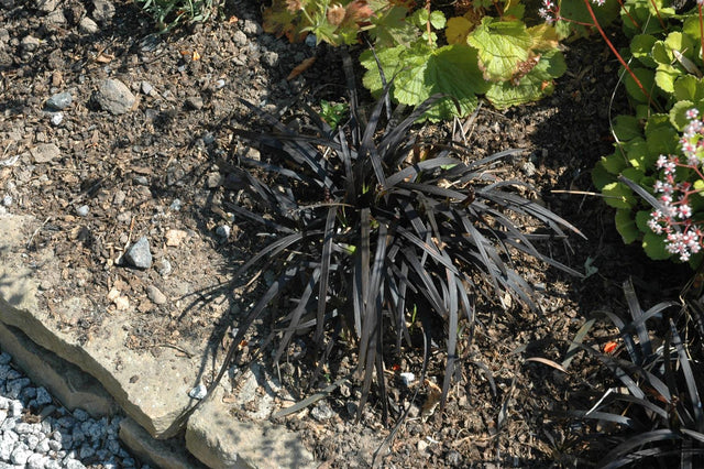 Ophiopogon planiscapus 'Niger' mit Blüte; Einsatz: ;;ab 10,40 Euro