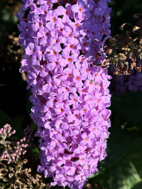 Buddleja 'Purple Prince' mit Blüte, erhältlich von 60-100 bis 125-150 cm; Einsatz: ;;ab 13,00 Euro
