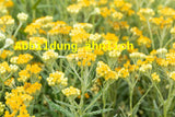 Genaues Foto für Helichrysum thianshanicum 'Goldkind' folgt; dieses ähnliche Bild dient der Illustration von Garten-Strohblume