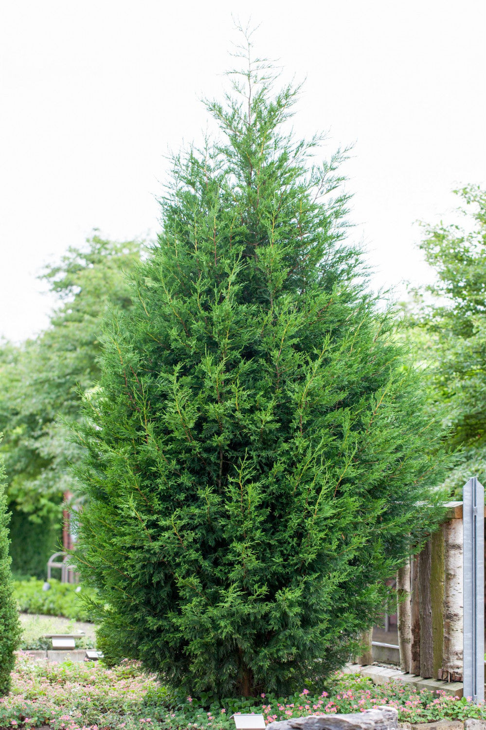 Cupressocyparis leylandii , erhältlich von 30-40 bis 250-275 cm;;ab 14,00 Euro