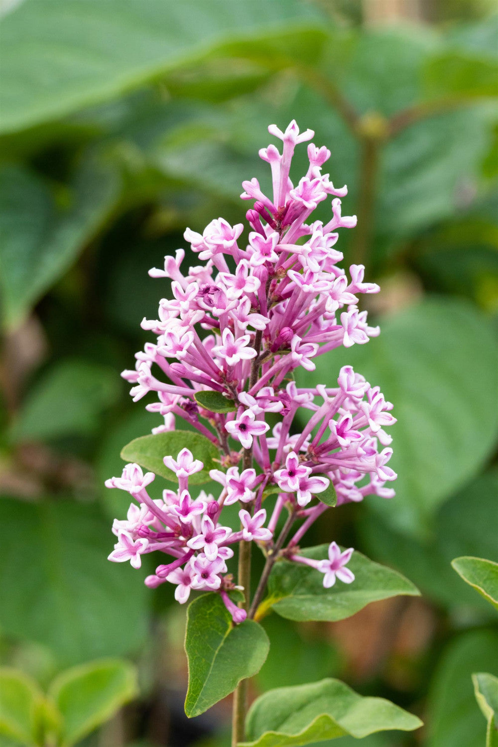 Syringa meyeri 'Josee' mit Blüte, erhältlich von 40-60 bis 80- cm; Einsatz: ;;ab 32,10 Euro